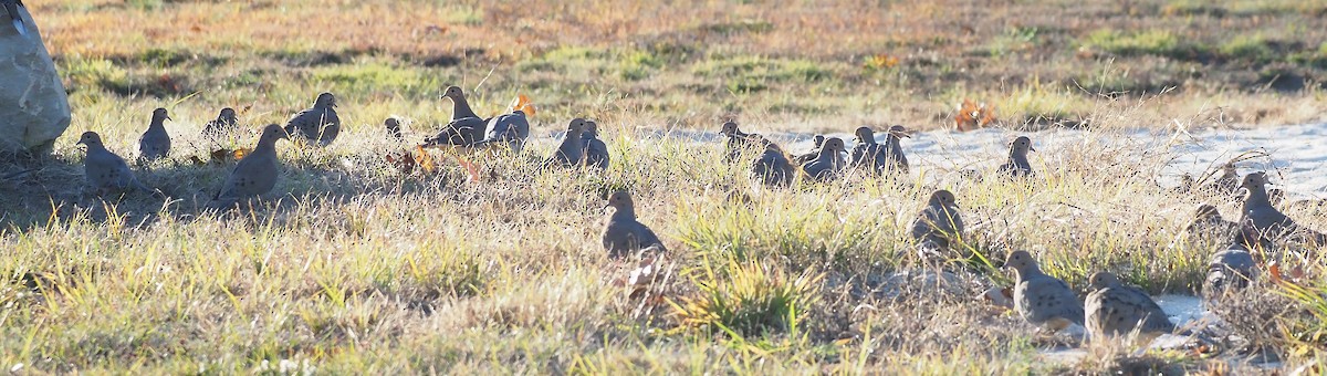 Mourning Dove - ML644674758