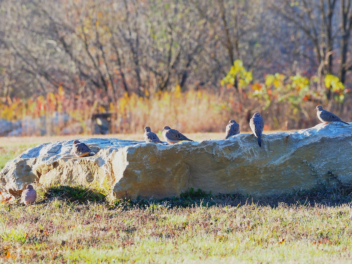 Mourning Dove - ML644674759
