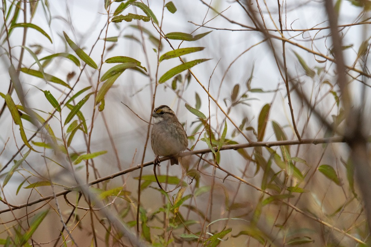 ノドジロシトド - ML644674760