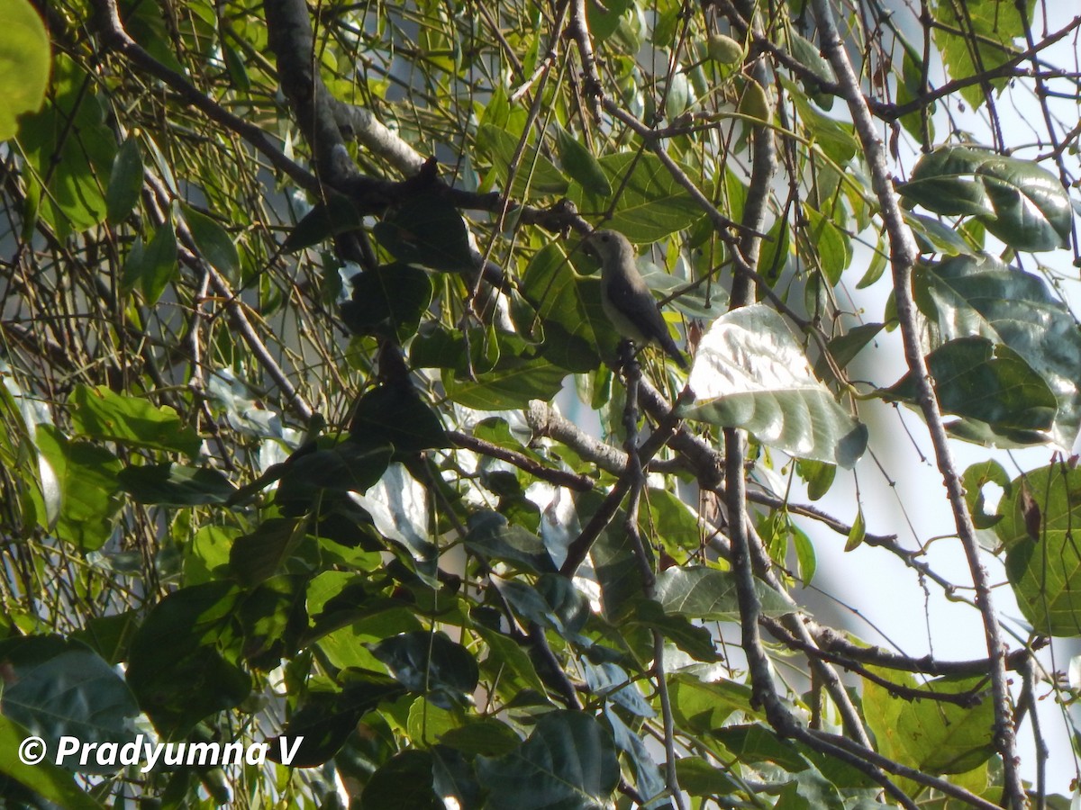 Pale-billed Flowerpecker - ML644674763