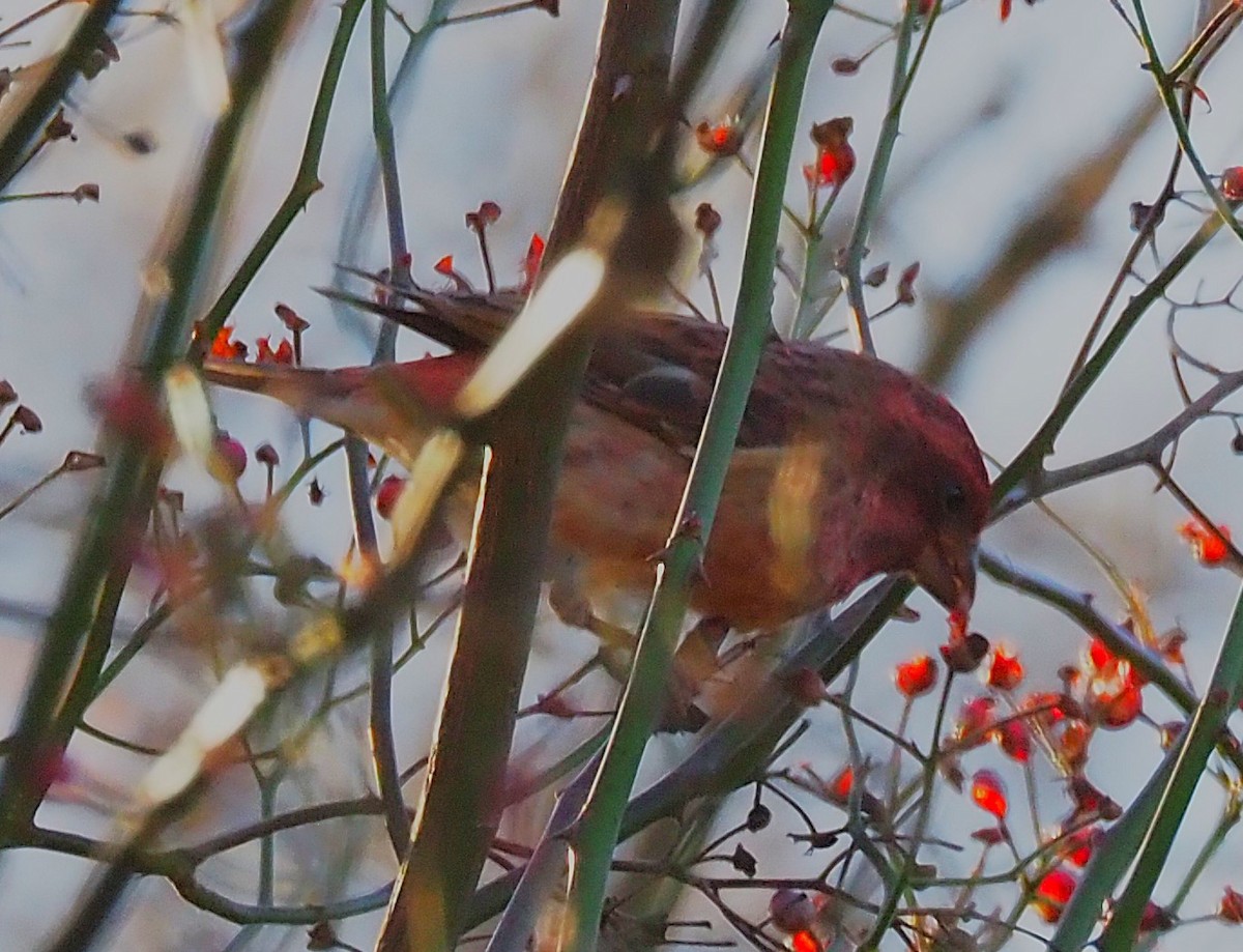 hýl nachový - ML644674776