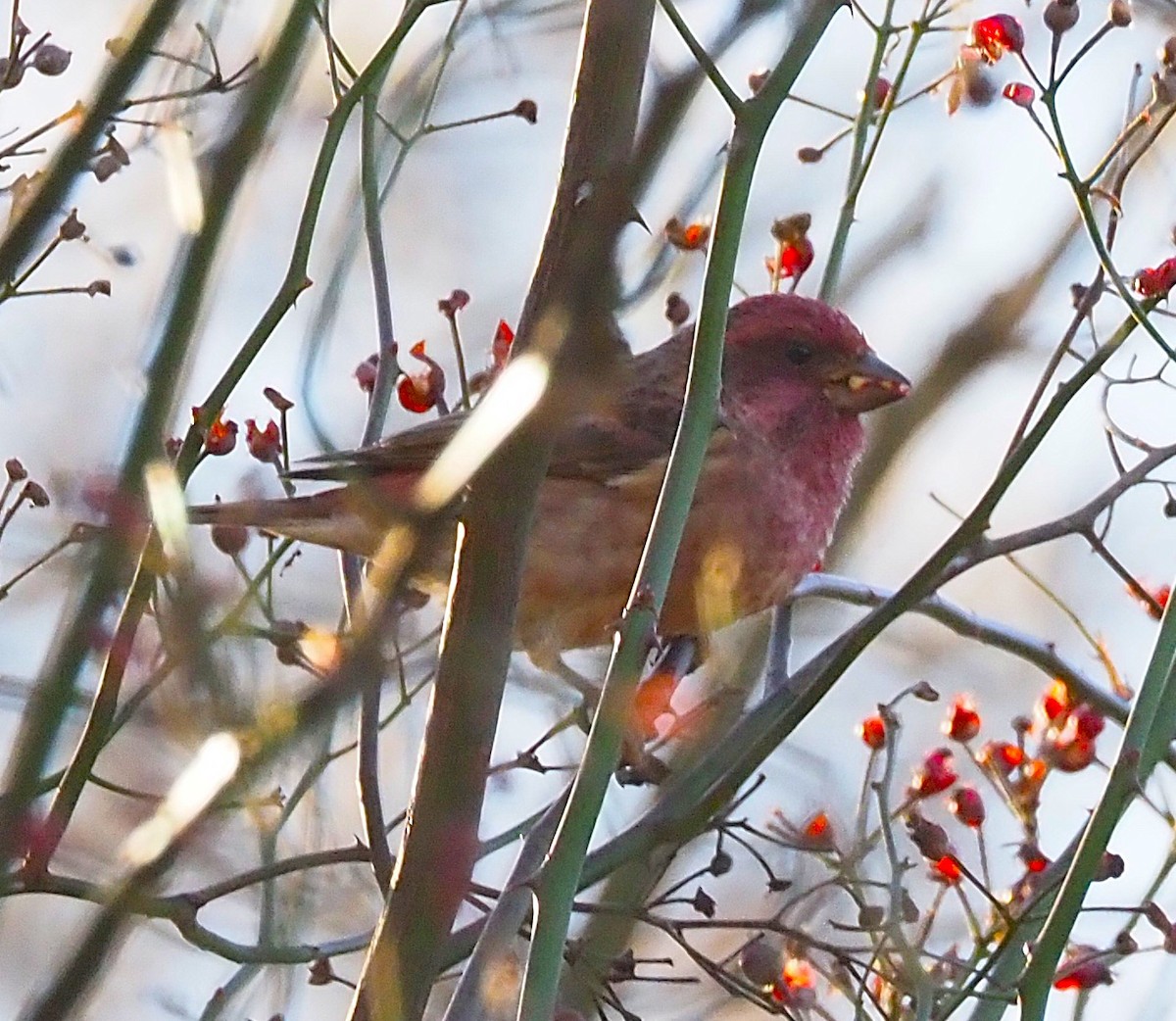 hýl nachový - ML644674777