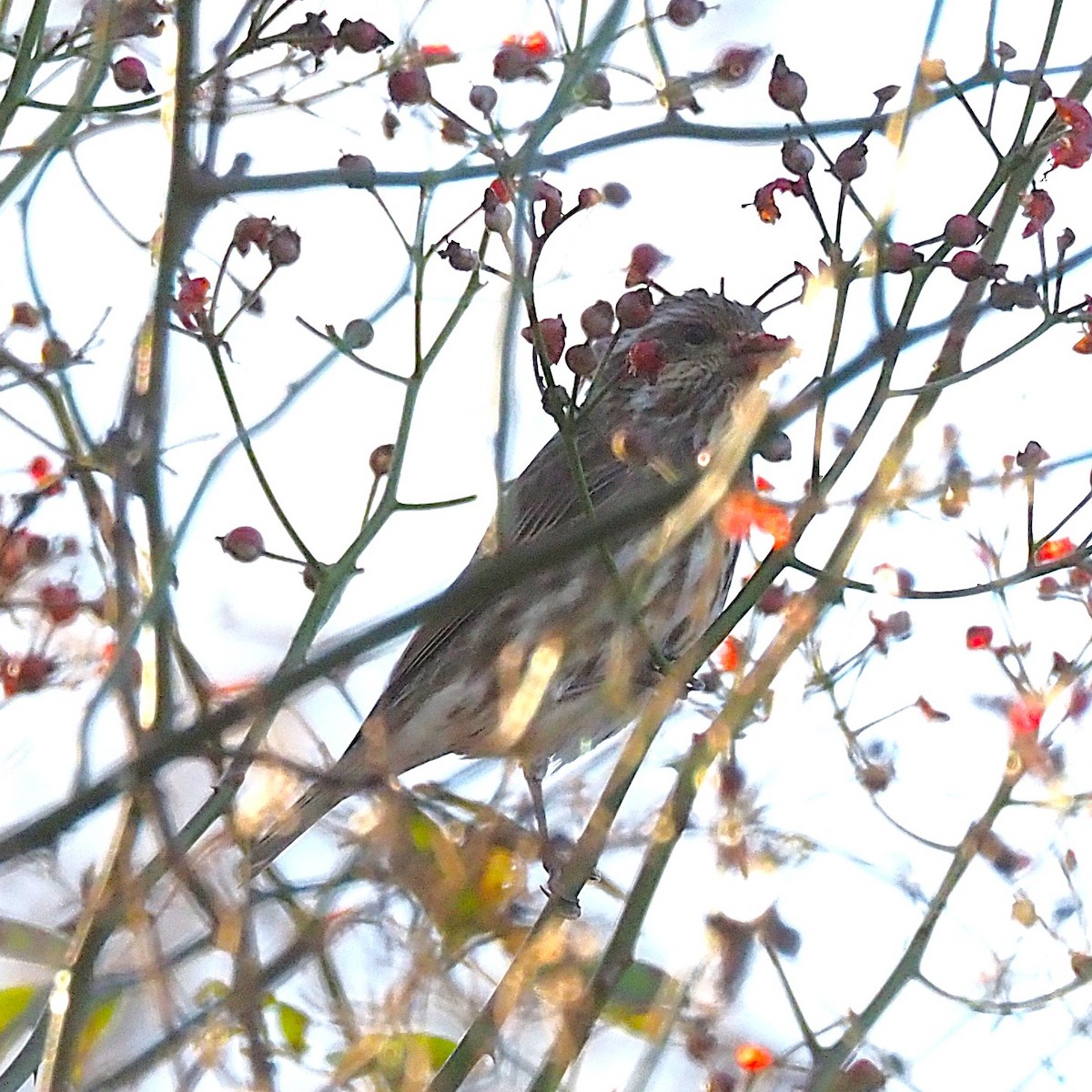 hýl nachový - ML644674778