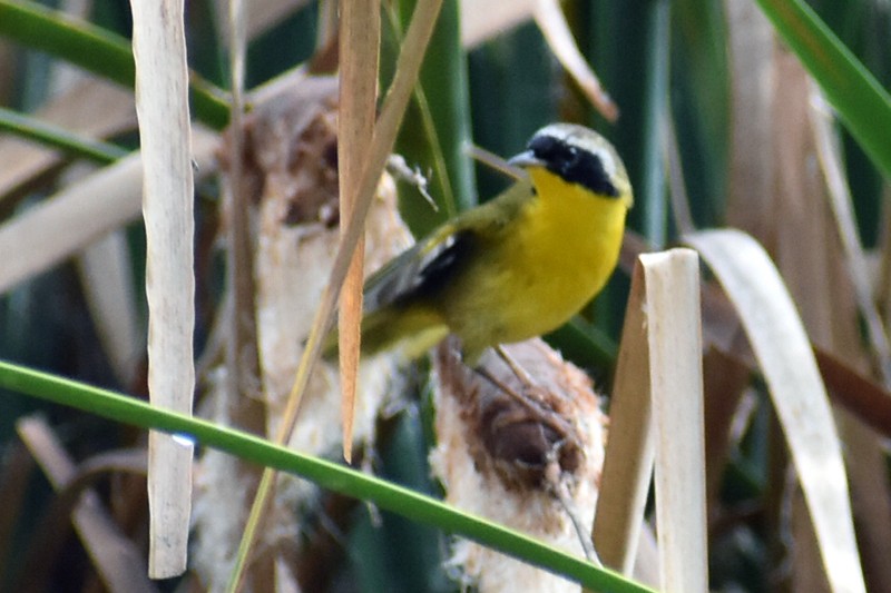 Common Yellowthroat - ML644674779
