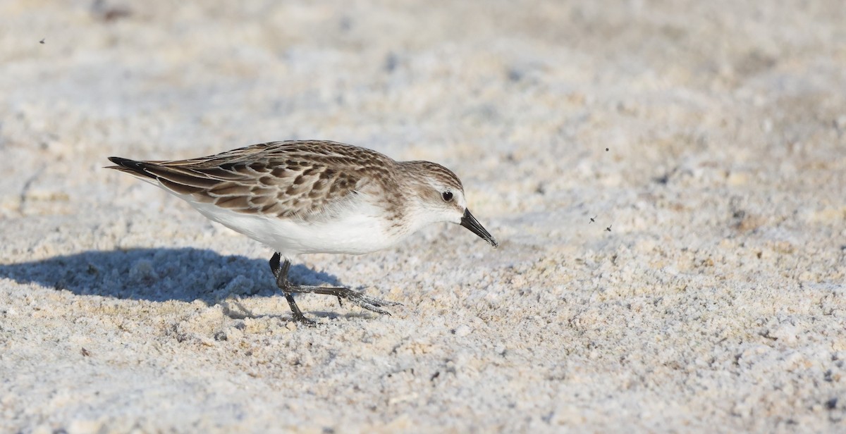 sandsnipe - ML644674784