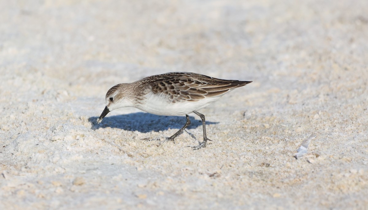 sandsnipe - ML644674785