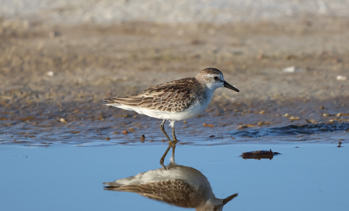 sandsnipe - ML644674786