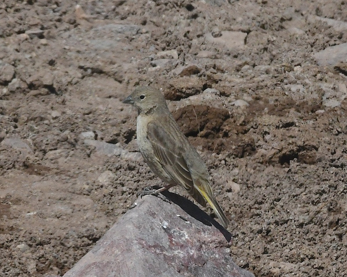 Greater Yellow-Finch - ML644674789
