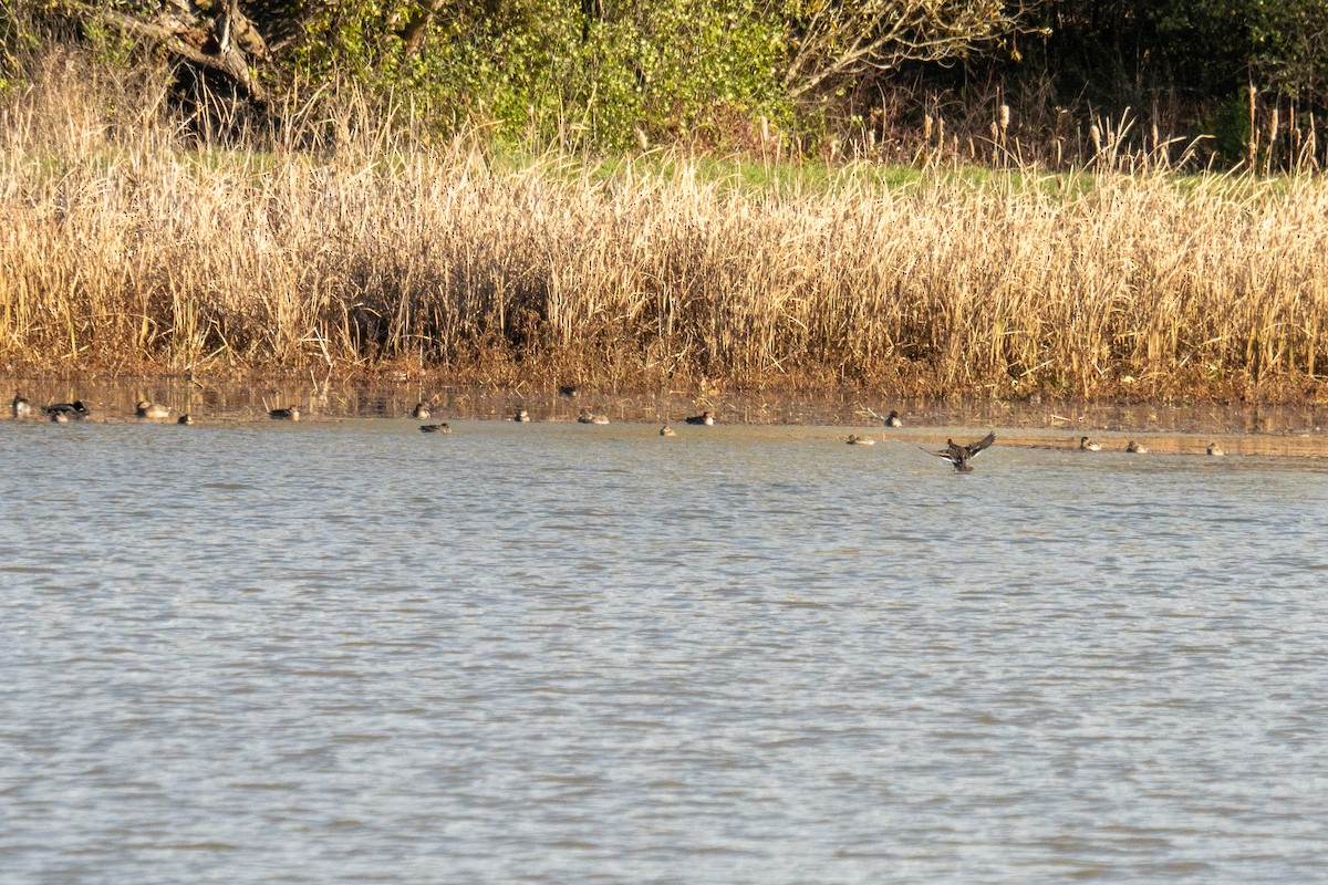 Çamurcun - ML644674804