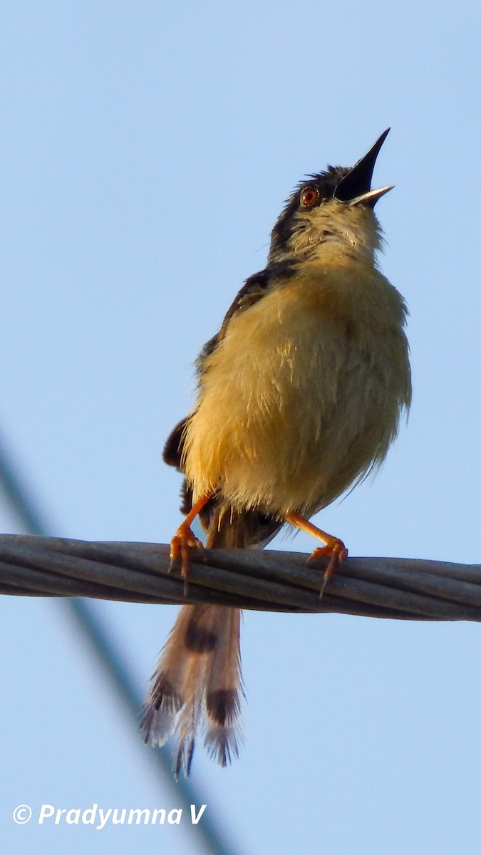 Ashy Prinia - ML644674807