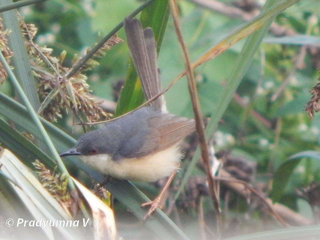 Ashy Prinia - ML644674808