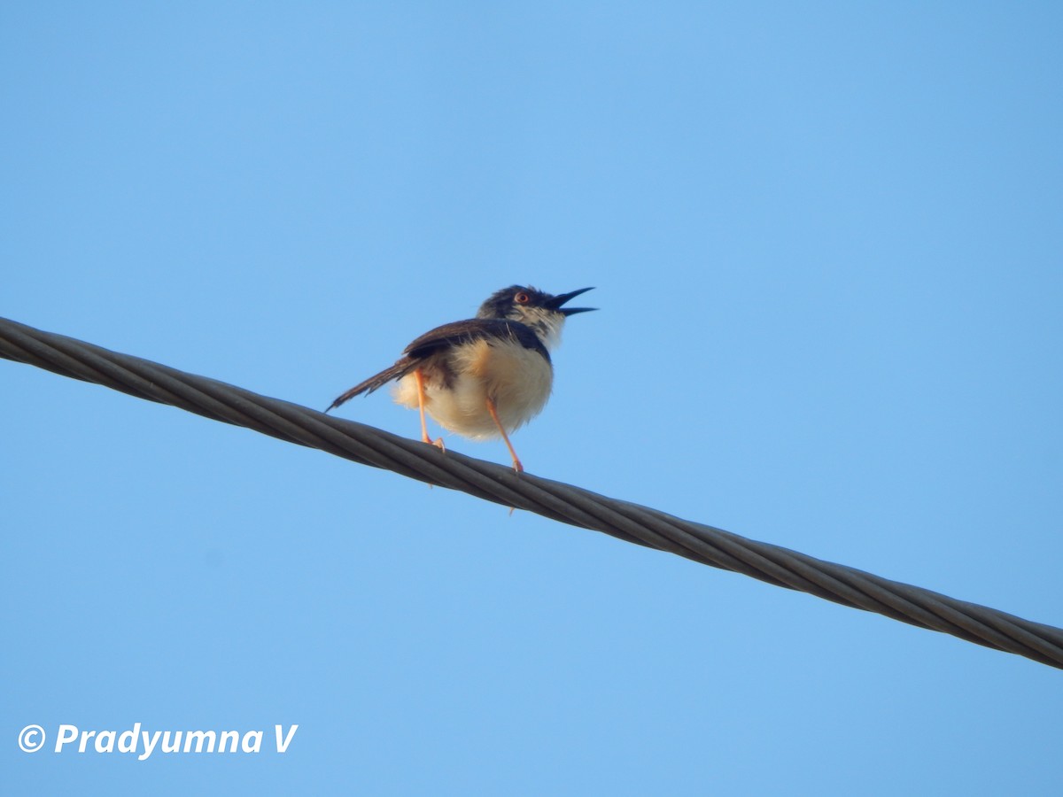 Ashy Prinia - ML644674809