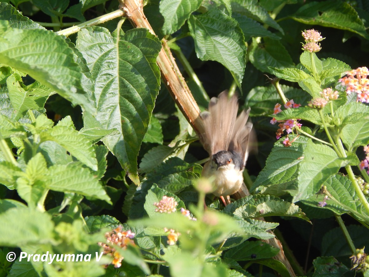 Ashy Prinia - ML644674810