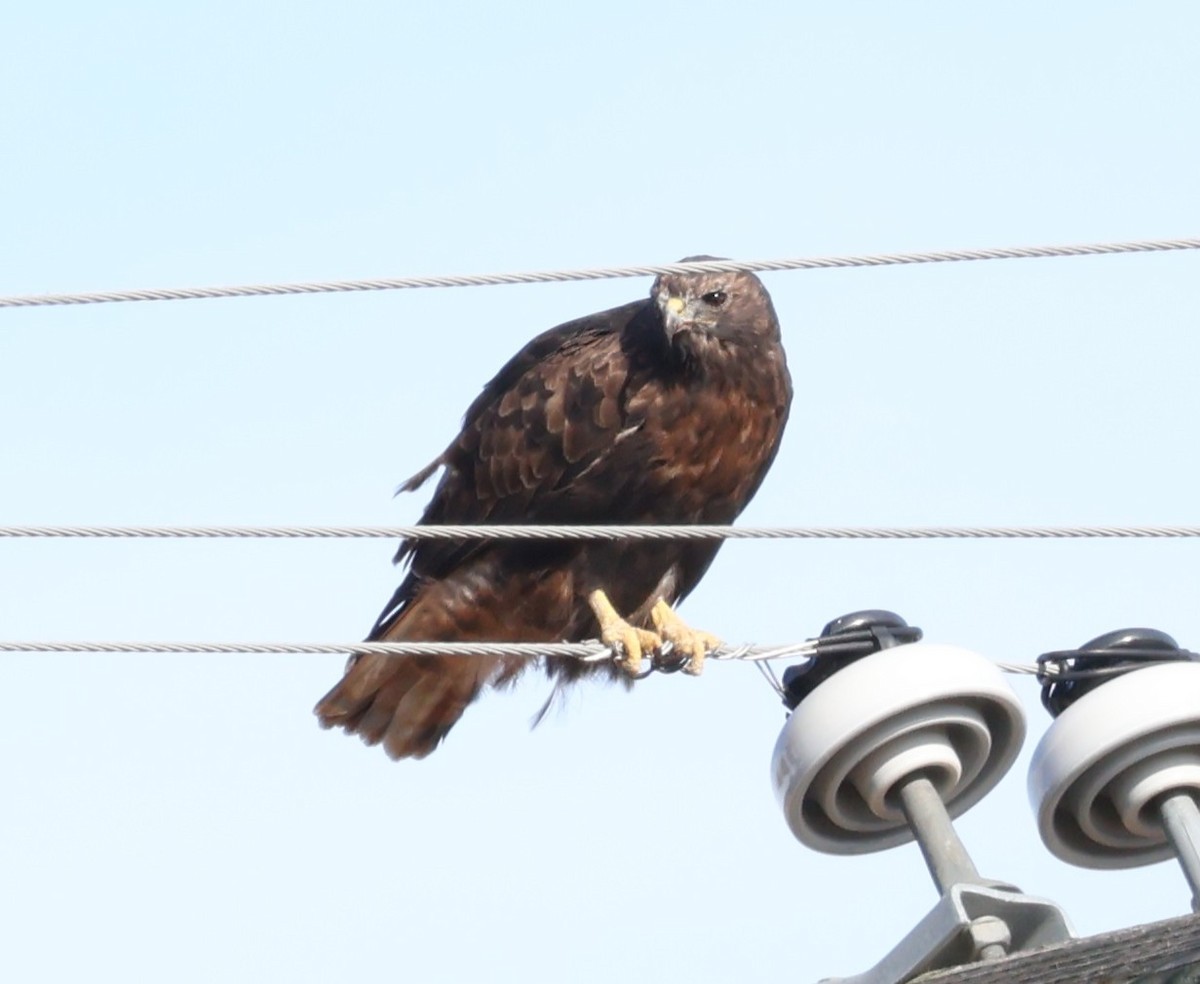 Red-tailed Hawk - ML644674815