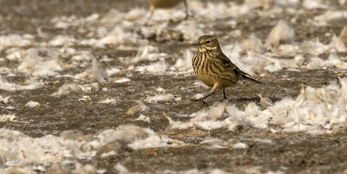 American Pipit - ML644674825
