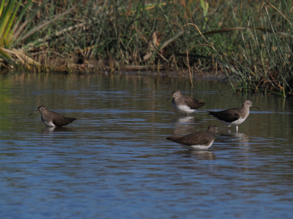 Green Sandpiper - ML644674829