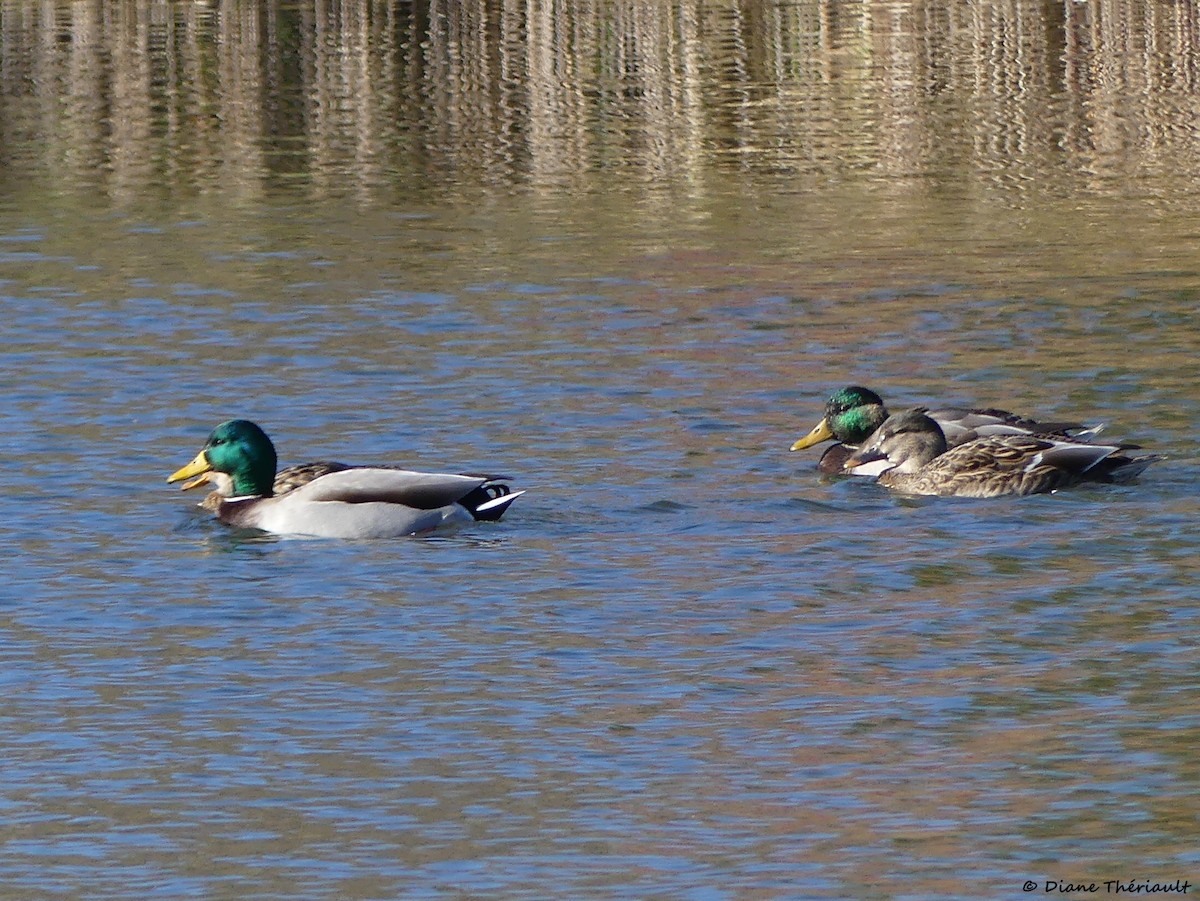 Mallard - ML644674830