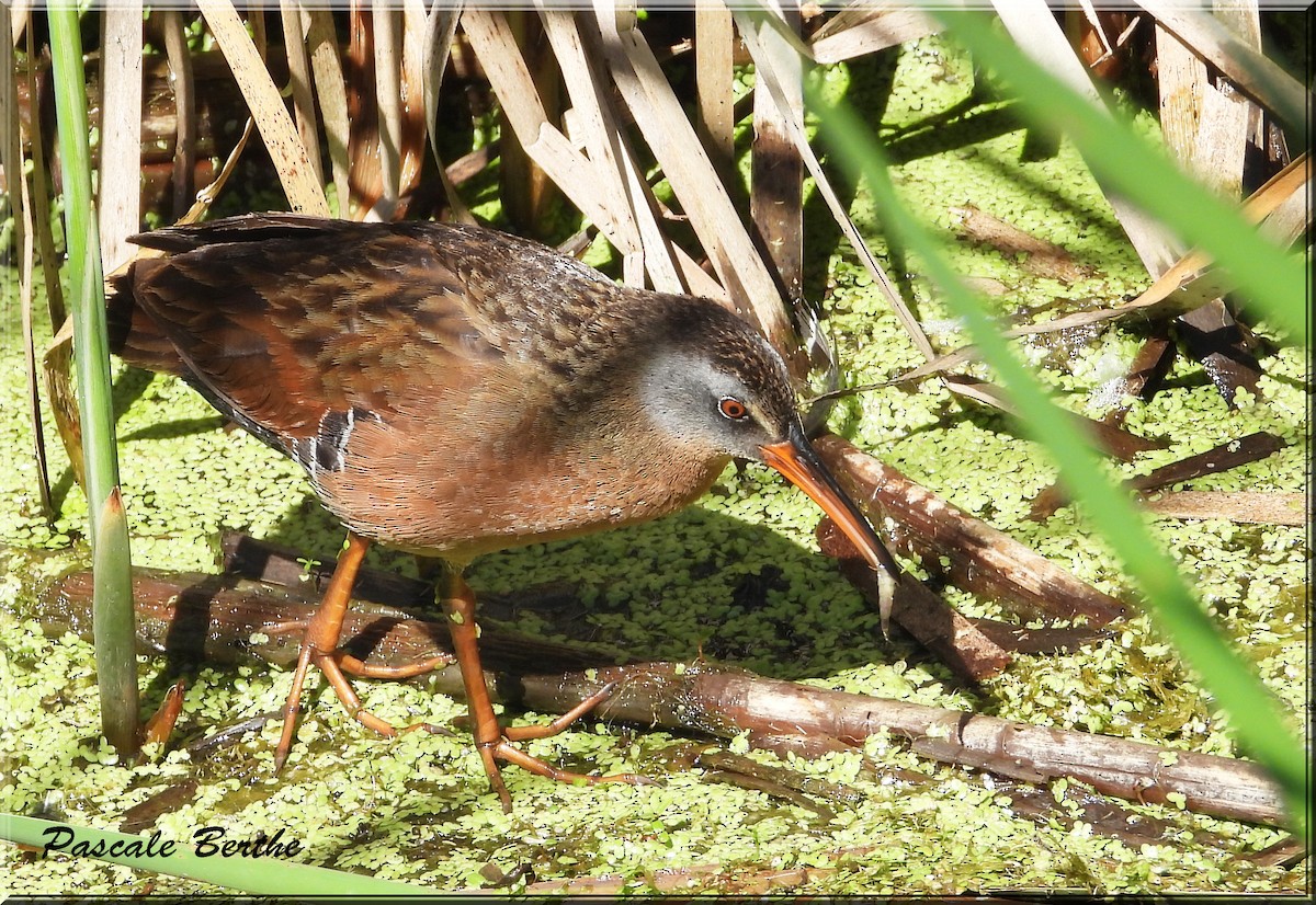 Пастушок віргінський - ML644674832