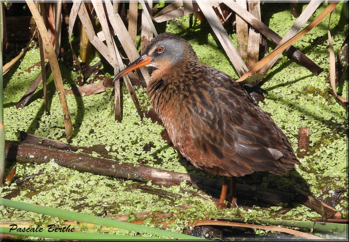Пастушок віргінський - ML644674833