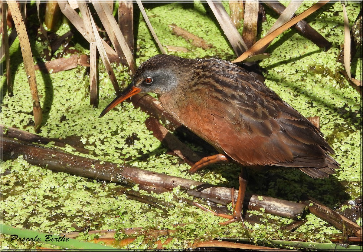 Пастушок віргінський - ML644674834