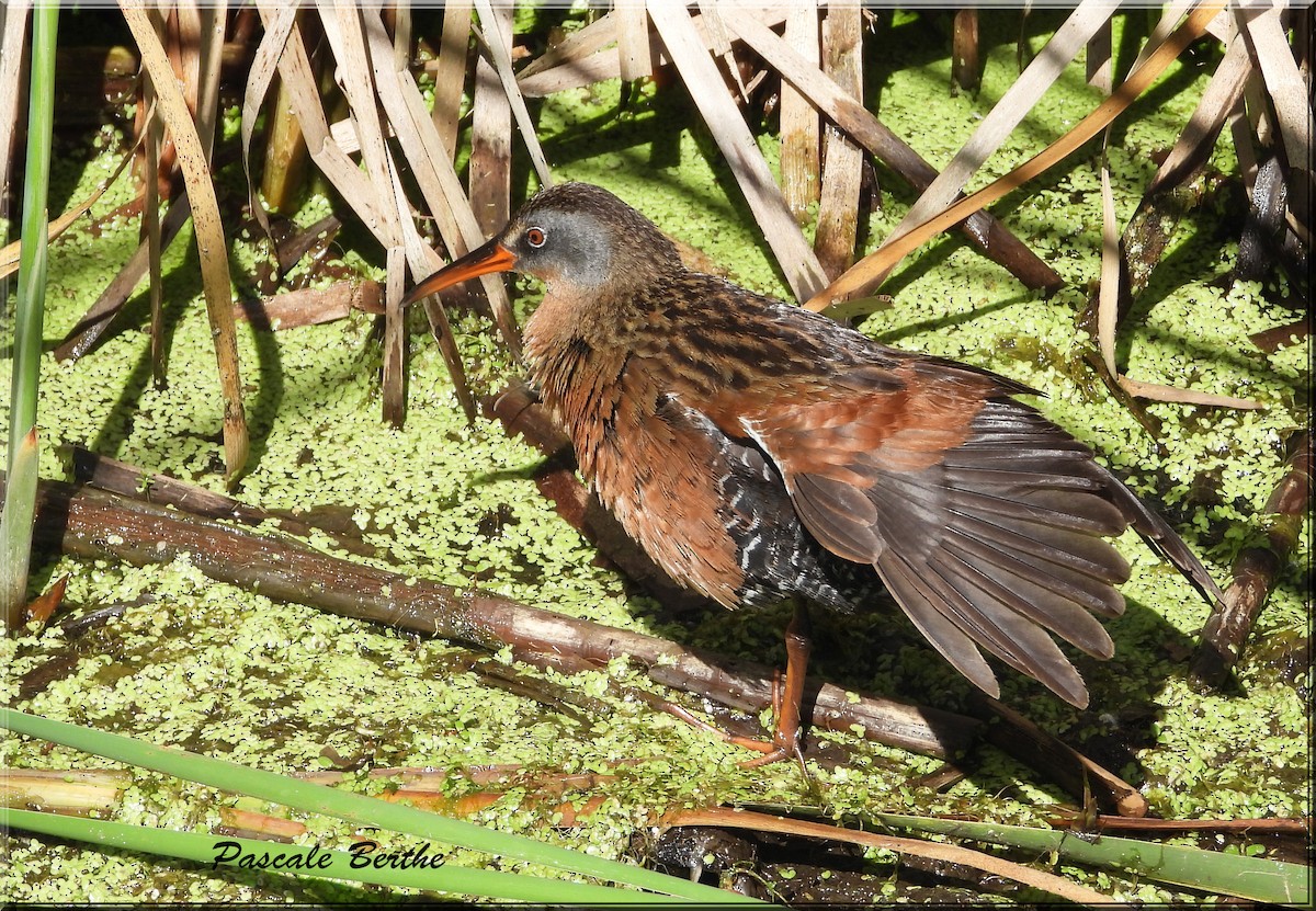 Пастушок віргінський - ML644674835