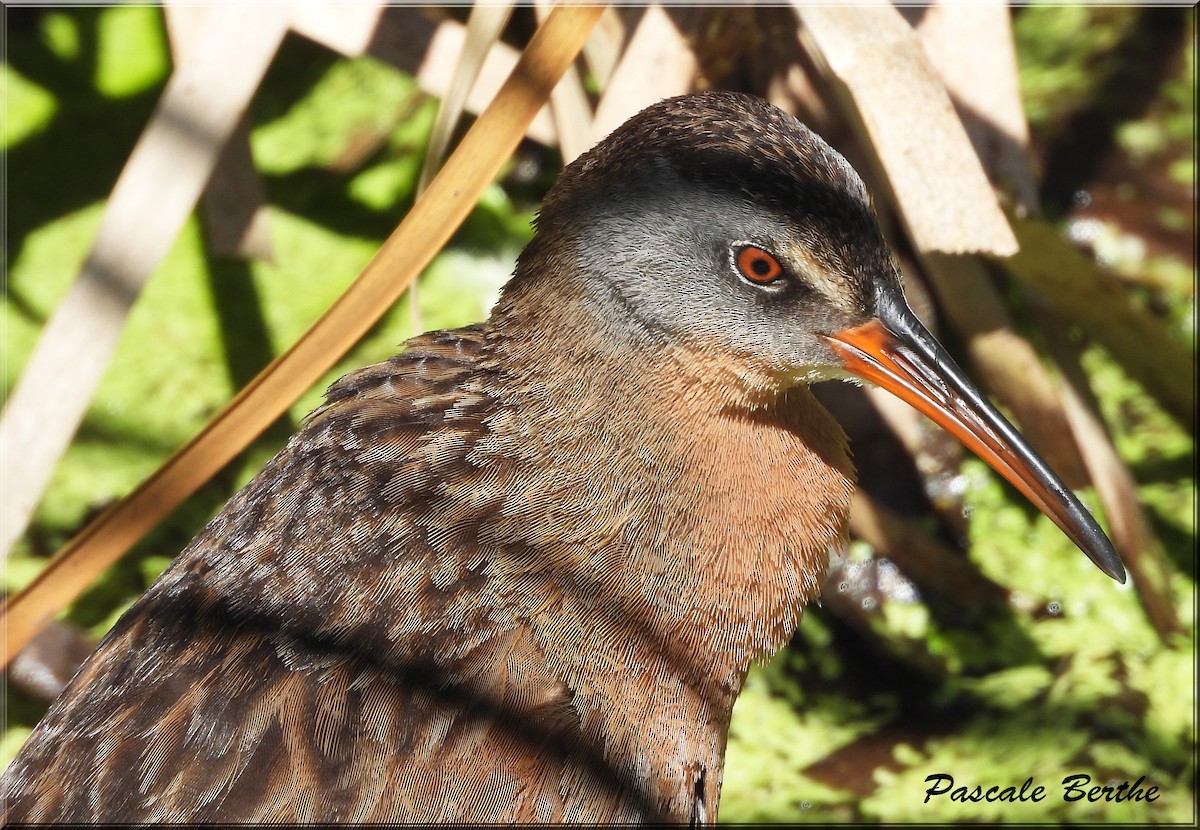 Пастушок віргінський - ML644674836