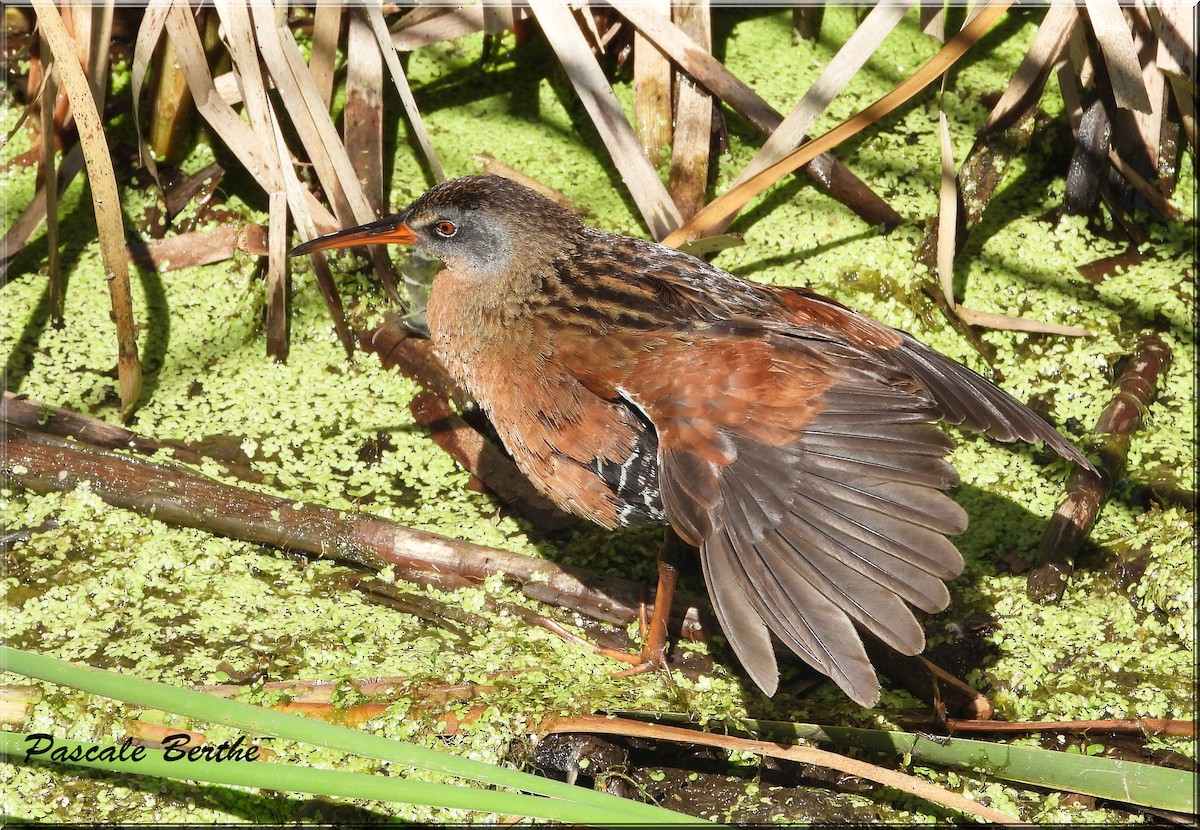 Пастушок віргінський - ML644674837