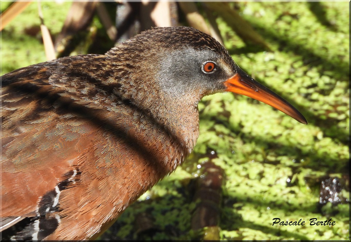 Пастушок віргінський - ML644674838