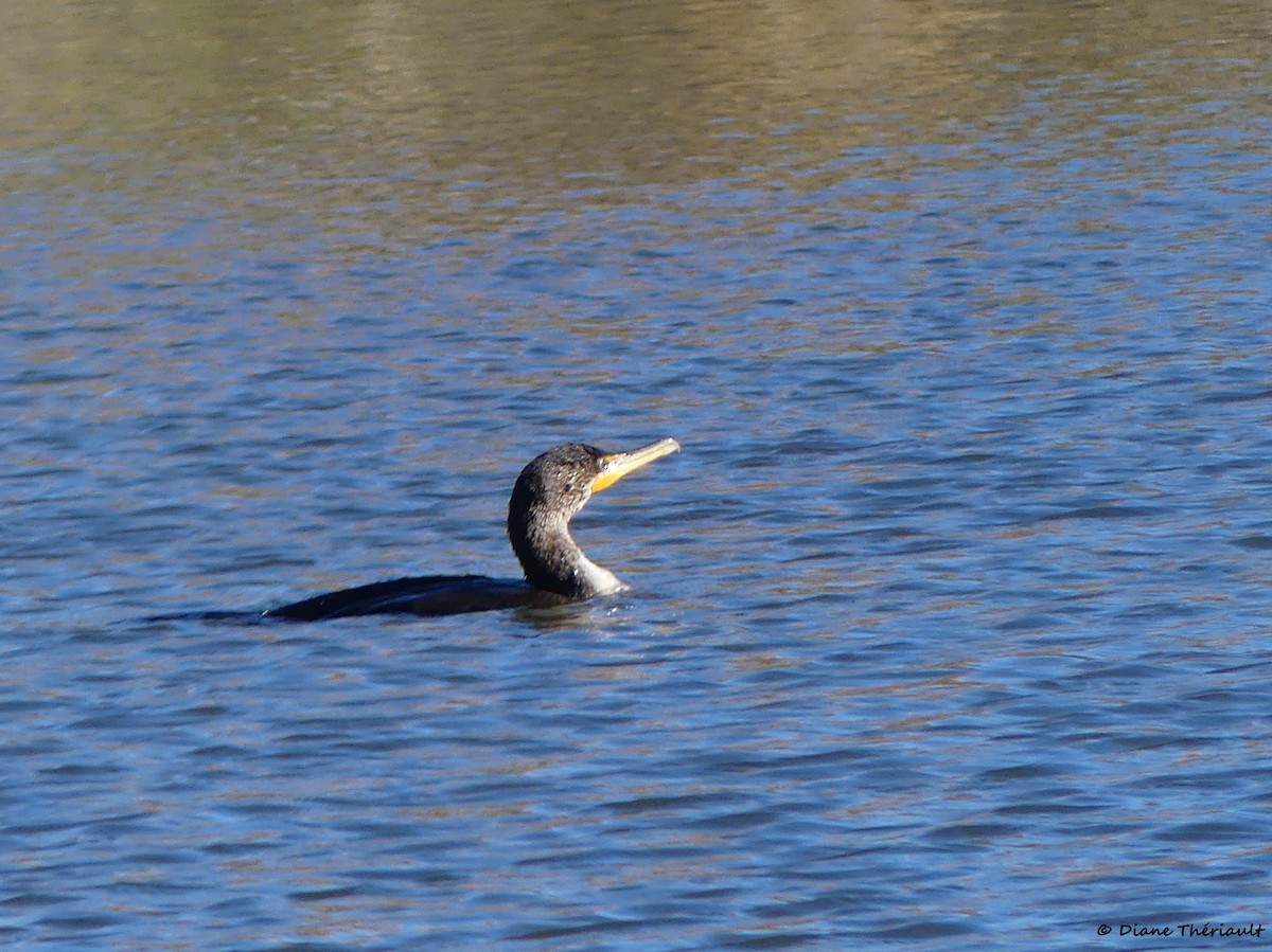 Double-crested Cormorant - ML644674841