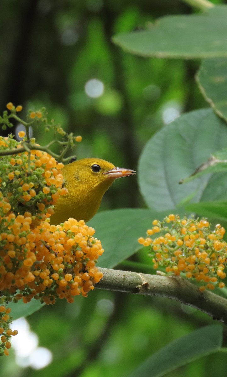 オウゴンアメリカムシクイ - ML644674845