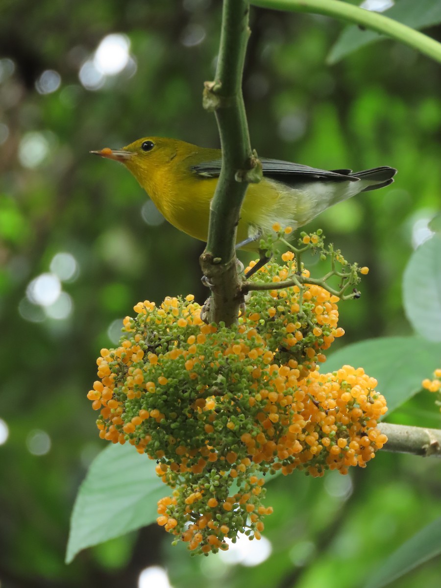 オウゴンアメリカムシクイ - ML644674846