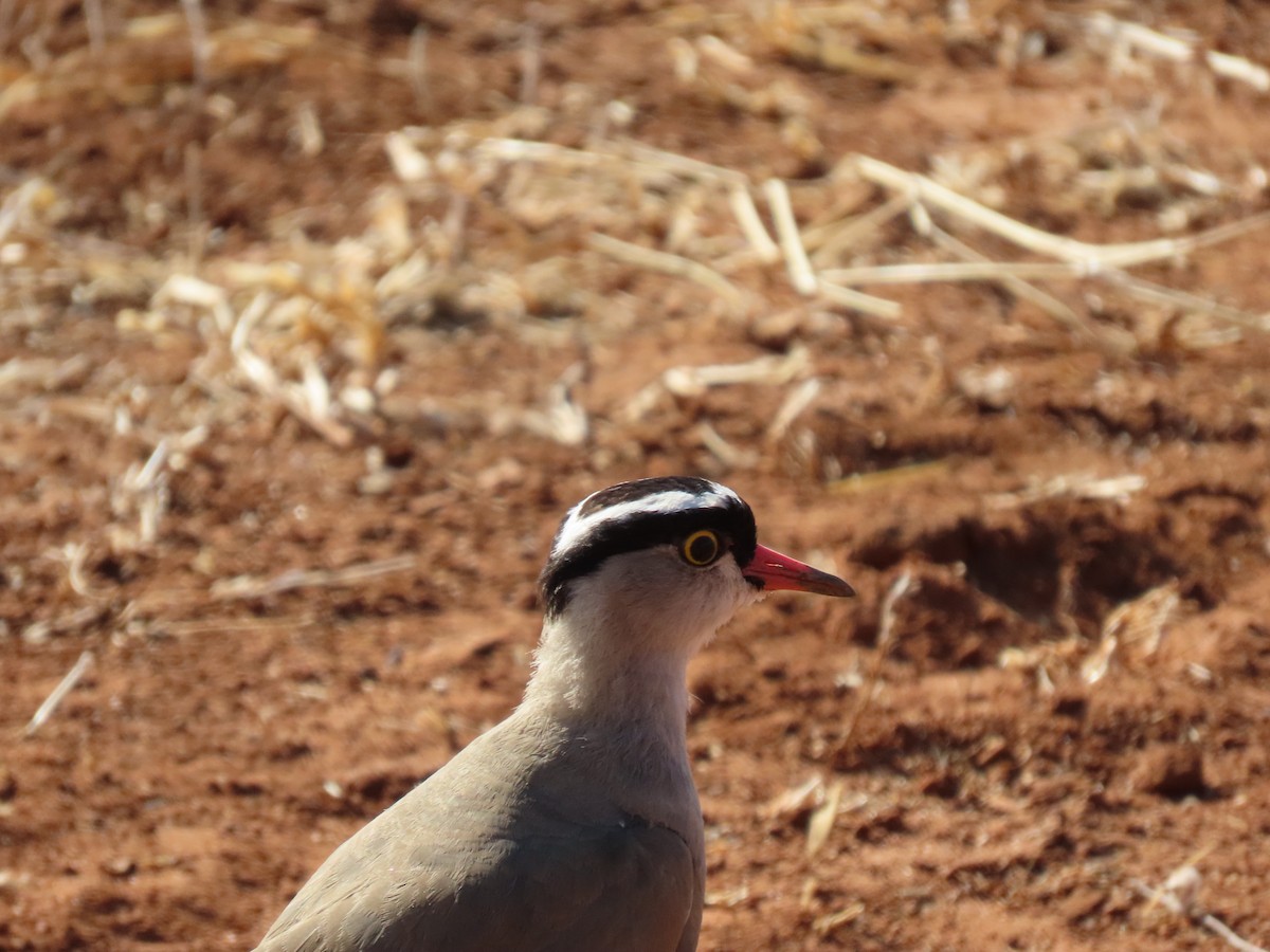 Crowned Lapwing - ML644674850