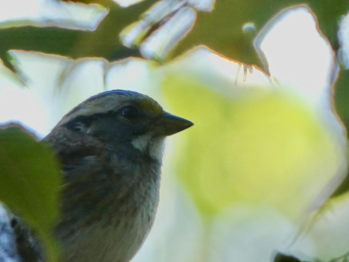 ノドジロシトド - ML644674851