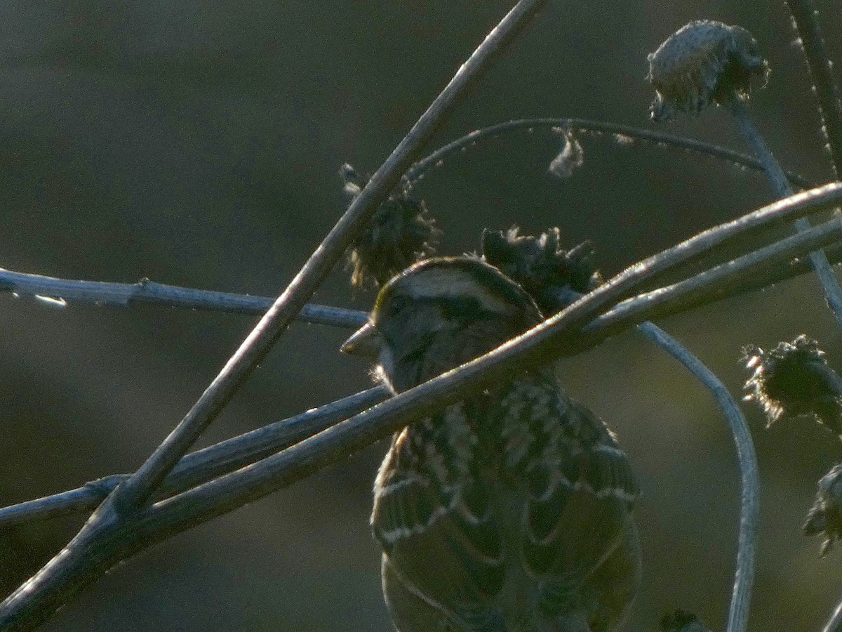 ノドジロシトド - ML644674852