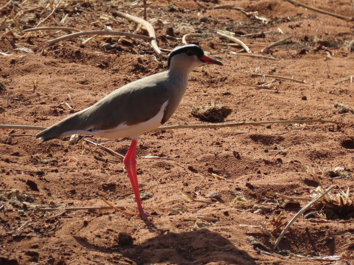 Crowned Lapwing - ML644674853