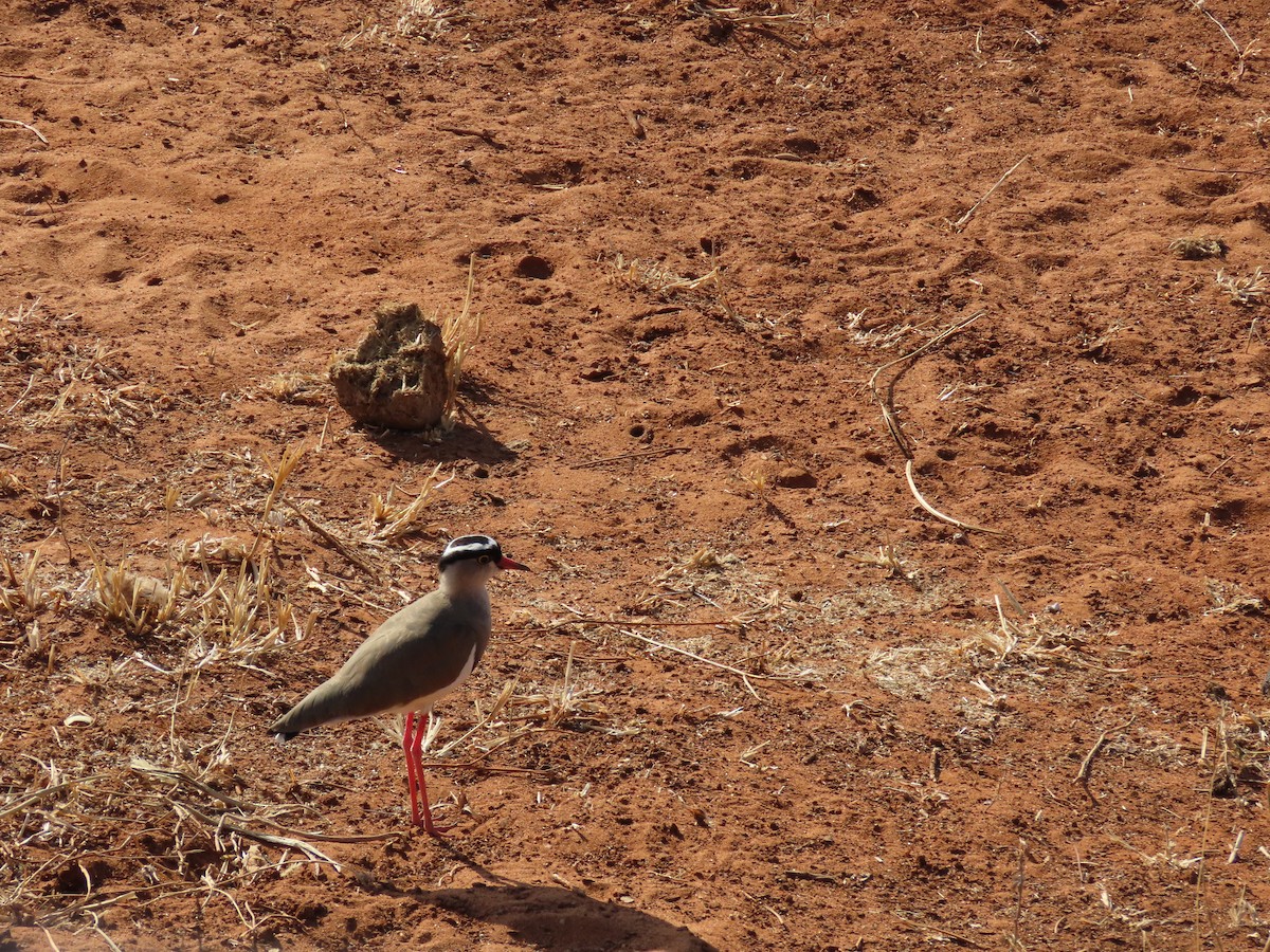 Crowned Lapwing - ML644674854