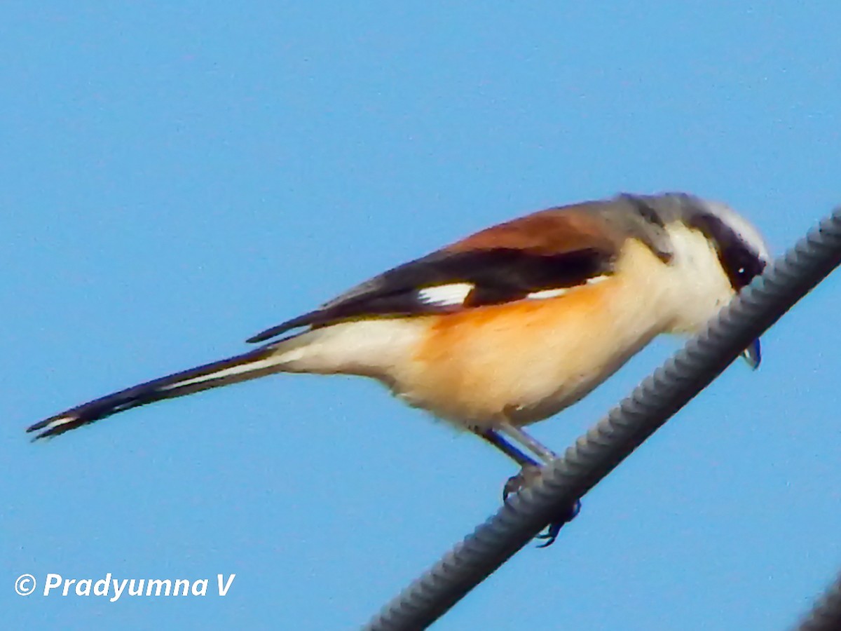 Pie-grièche à bandeau - ML644674858