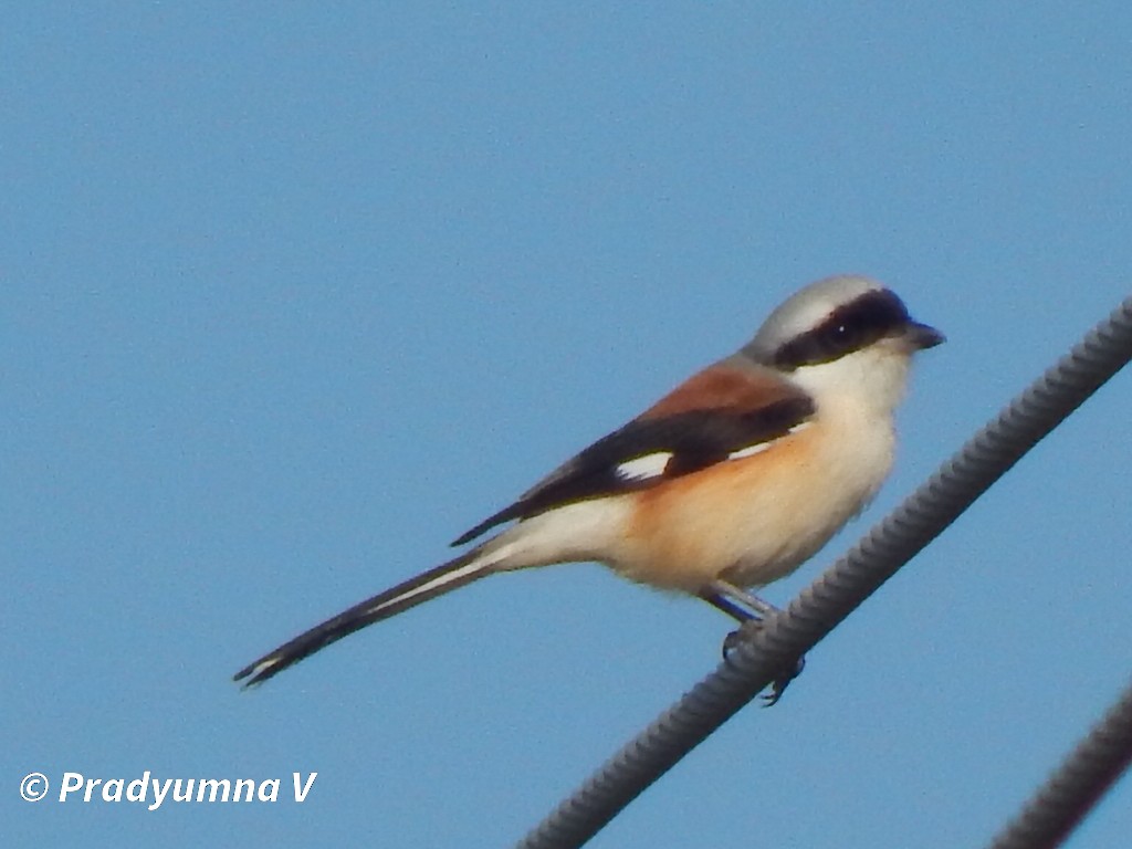 Pie-grièche à bandeau - ML644674859