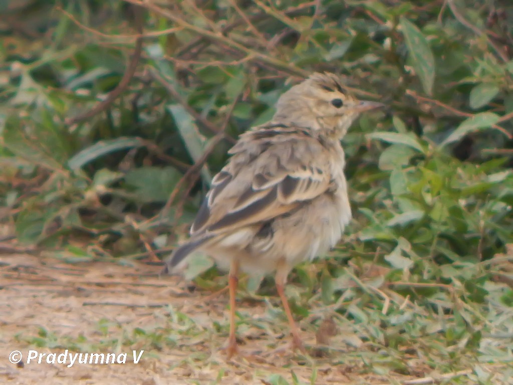 Paddyfield Pipit - ML644674861