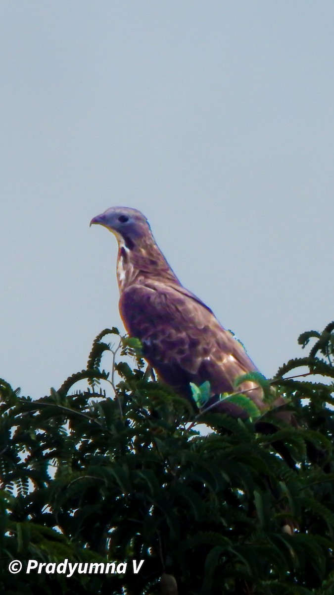 Oriental Honey-buzzard - ML644674862
