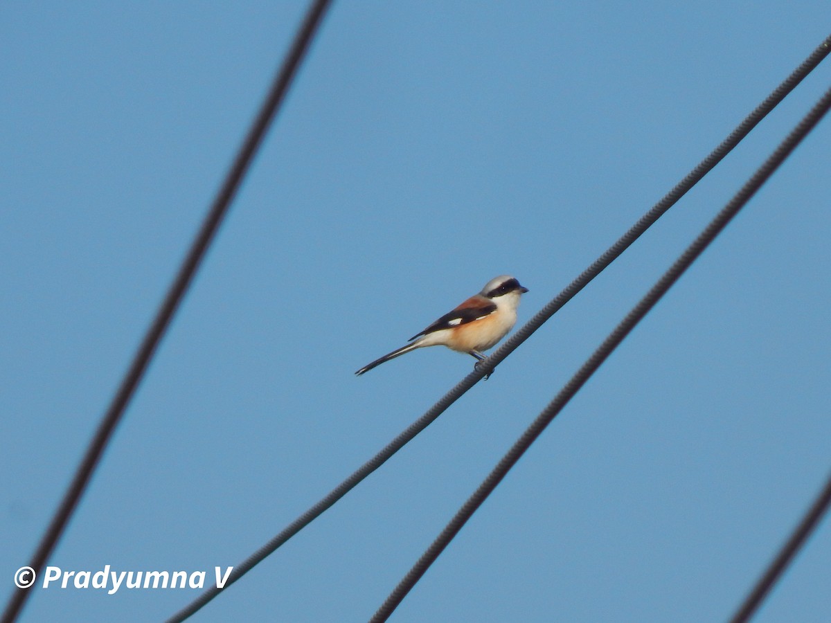 Pie-grièche à bandeau - ML644674863