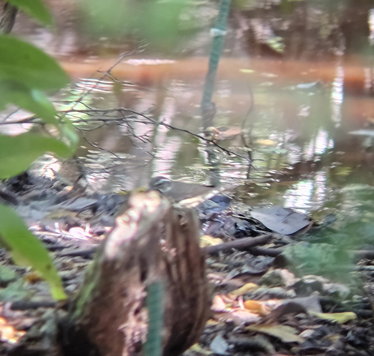 Louisiana Waterthrush - ML644674871