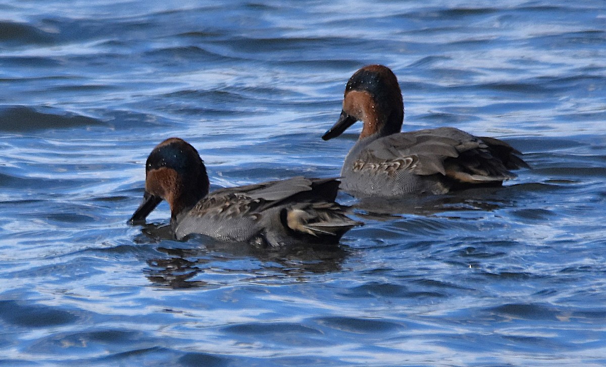 Çamurcun (carolinensis) - ML644674881