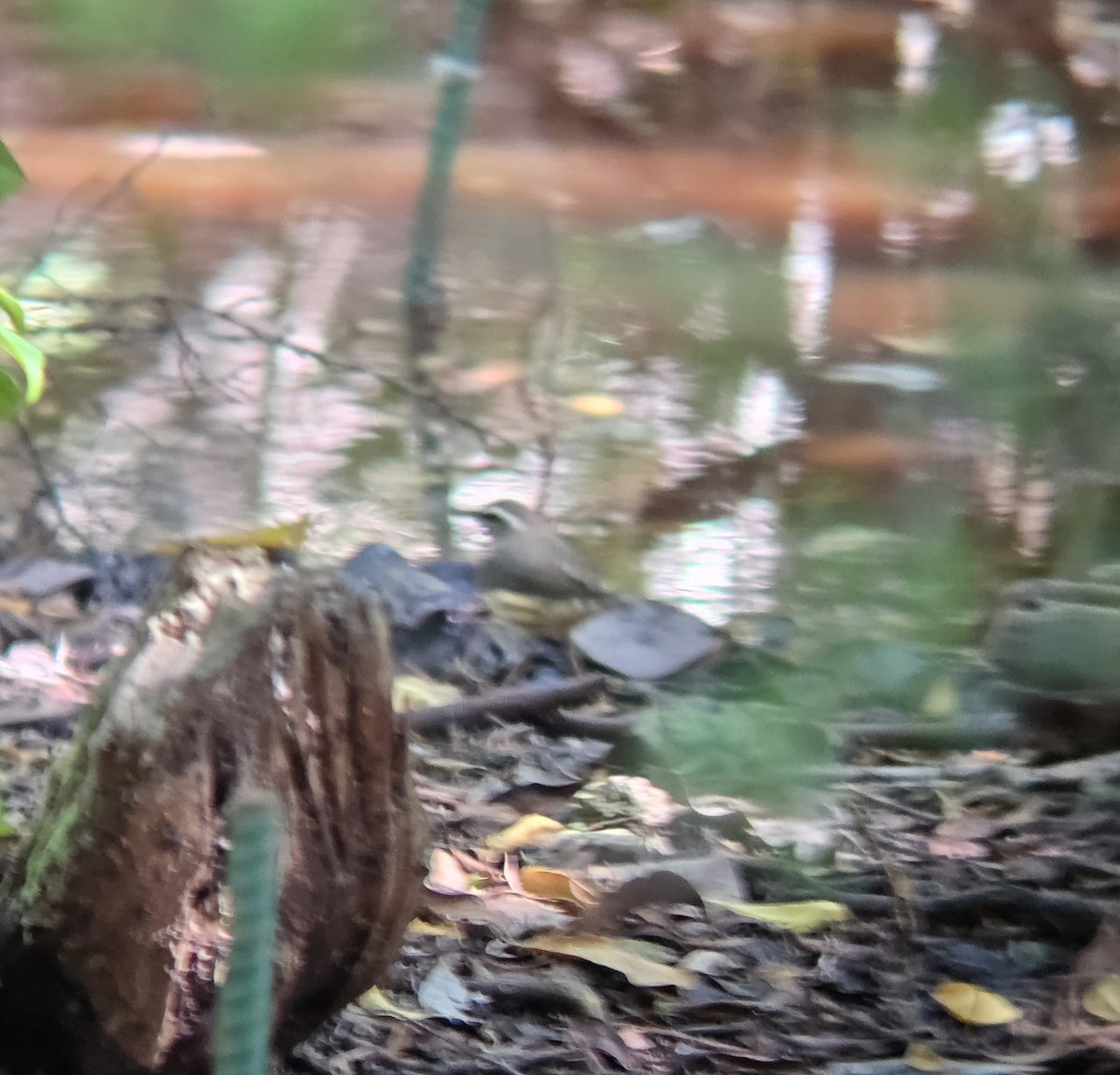 Louisiana Waterthrush - ML644674889