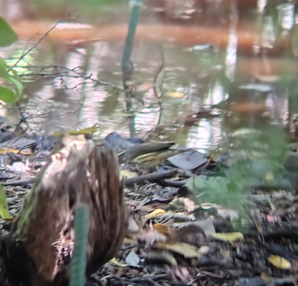 Louisiana Waterthrush - ML644674894