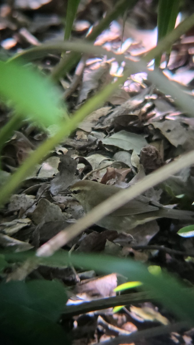 Swainson's Warbler - ML644674904