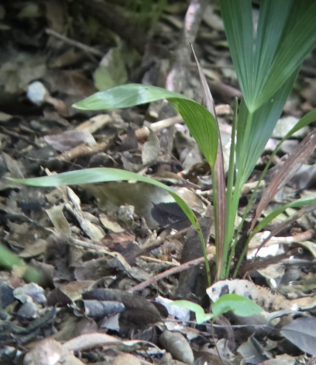 Swainson's Warbler - ML644674913