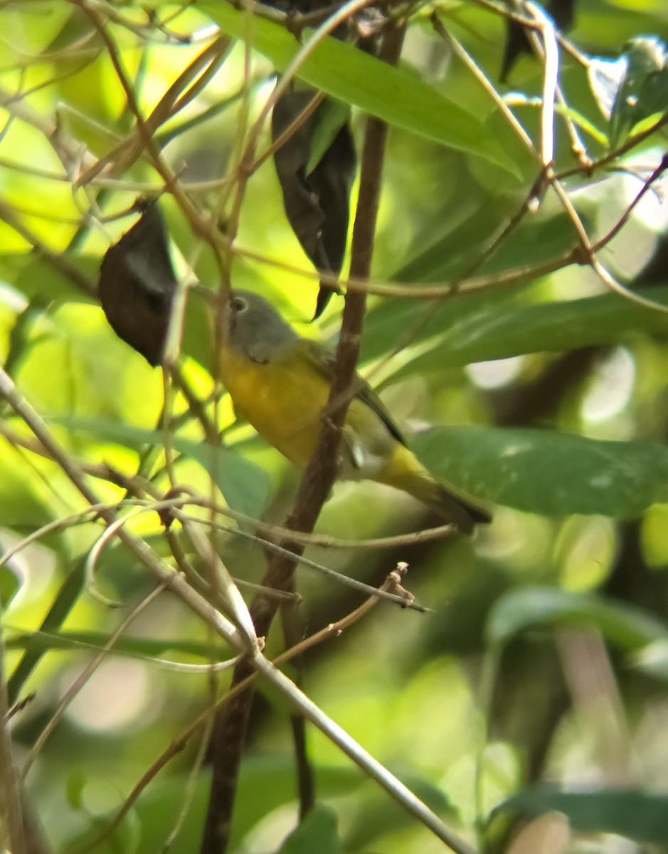 Nashville Warbler - ML644674921