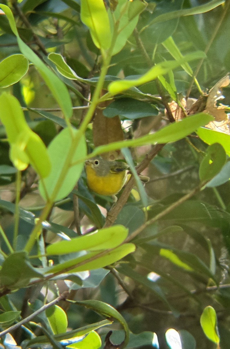 Nashville Warbler - ML644674925