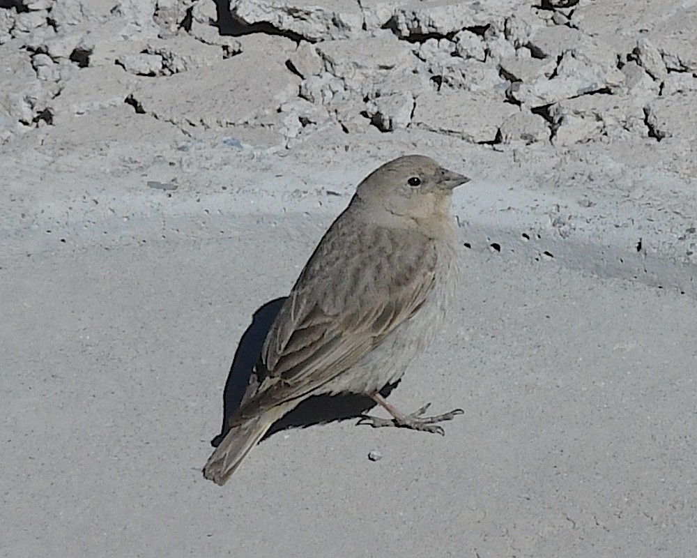 Greater Yellow-Finch - ML644674927